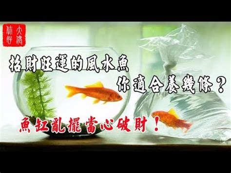 招財風水魚|一文睇清招財魚種類 